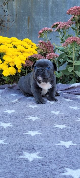 Дічінка голуба красуня