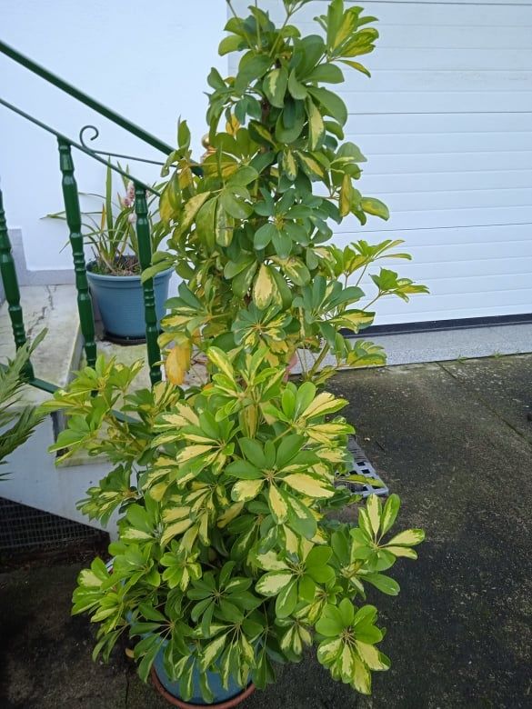 Planta bonita para decoração da sua casa