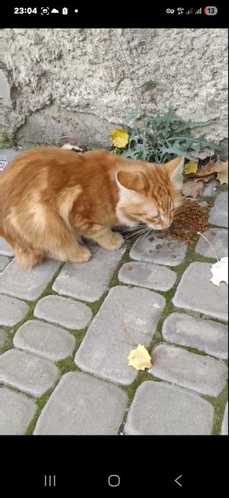 Отдам бесплатно котят