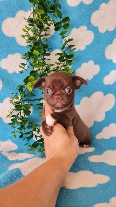 Estupendo Chocolatinho Chihuahua/Chiuaua de Qualidade