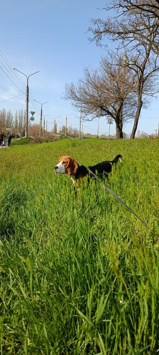 Вязка бигль кобель мальчик