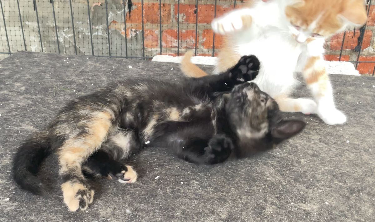 Koty do adopcji za darmo, przegląd w klinice VET
