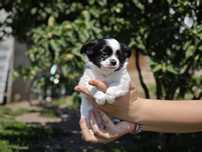 Chihuahua długowłosa czarno biała ZKwP FCI