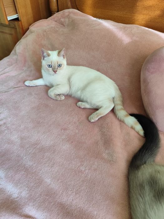 Британські кошенята, котики, кицюні, британские