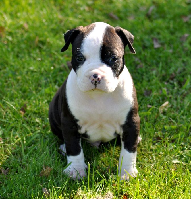 Amstaff American Staffordshire Terrier ZKWP/FCI piesek po championach