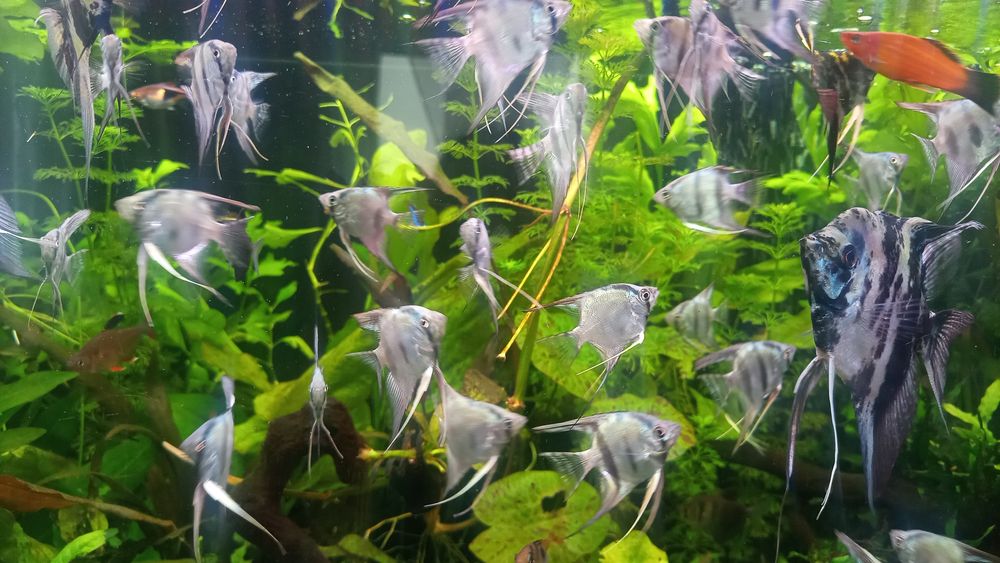 Ryby do akwarium Skalary