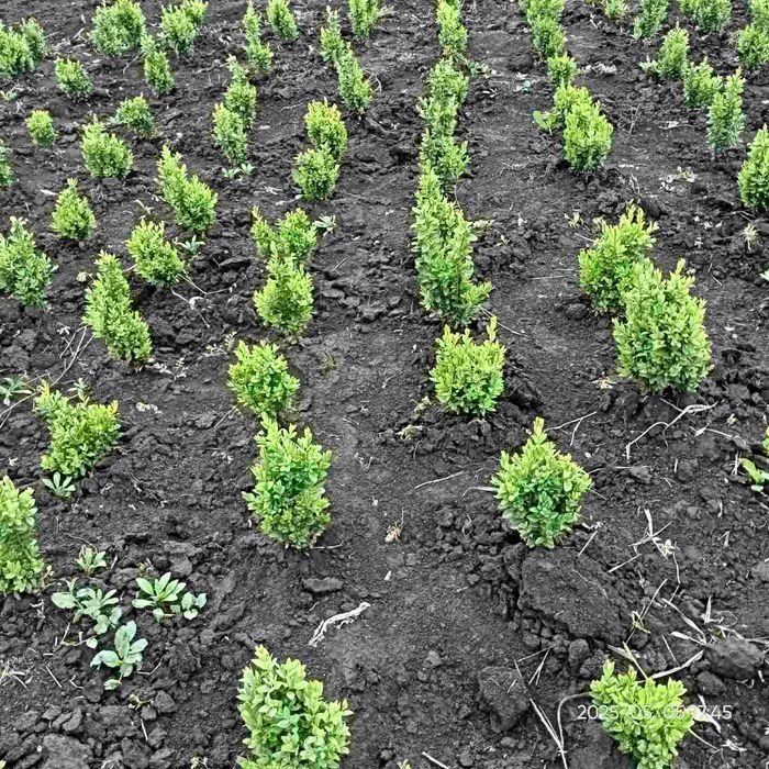 Самшит на живопліт