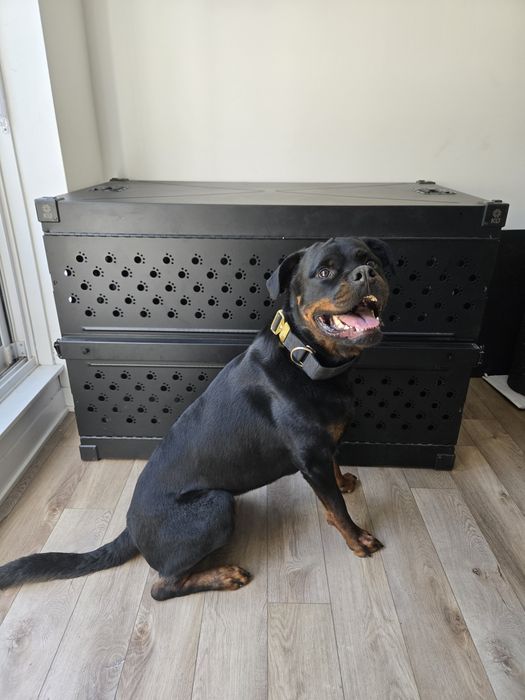 Caixa Dobrável para caes (Dog Crate)