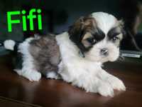 Shih tzu dziewczynka