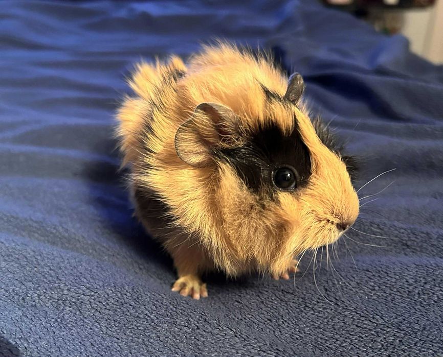 Świnki morskie, świnka morska na sprzedaż