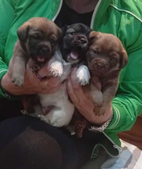 Pieski do oddania za darmo