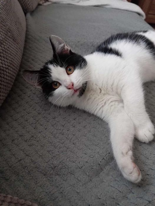 Oddam kotkę w dobre ręce