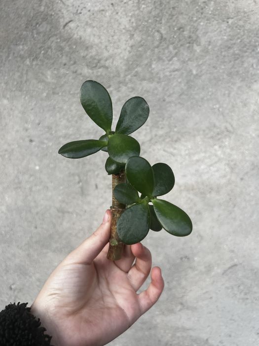 Толстянка , денежное дерево