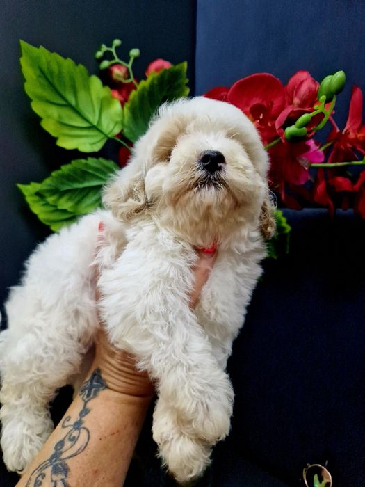 Maltipoo piesek  z legowiskiem I wyprawką 2xszczepienia