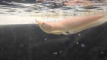Arowana albina c/defeito