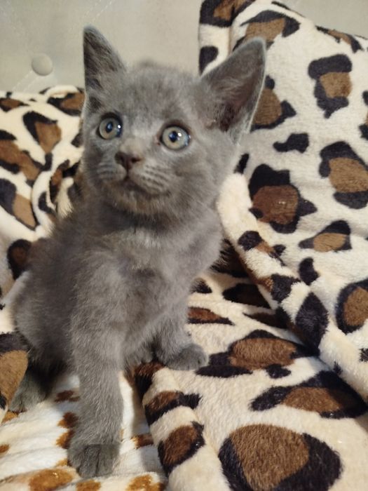 Шотландськая прямовухая.Масть Голубая