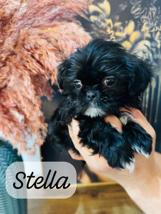Przepiękna suczka shih tzu Stella, gotowa do rezerwacji