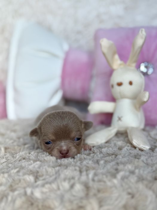 Chihuahua śliczna dziewczynka XS liliowa LALECZKA