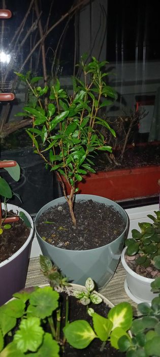 Гранат кімнатний