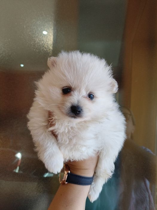 Spitz alemão menino