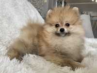 Pomeranianki mini