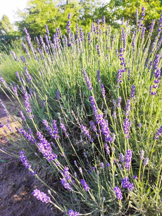 lawenda suszona woreczek - 3 szt zapach do szafy, samochodu