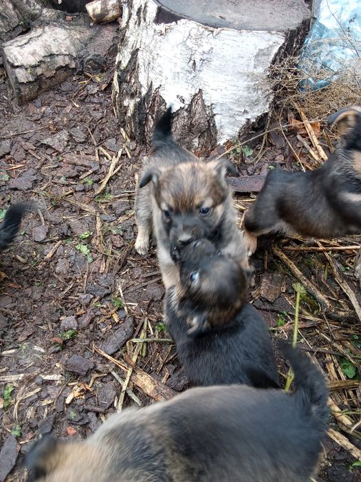 Małe pieski kochane