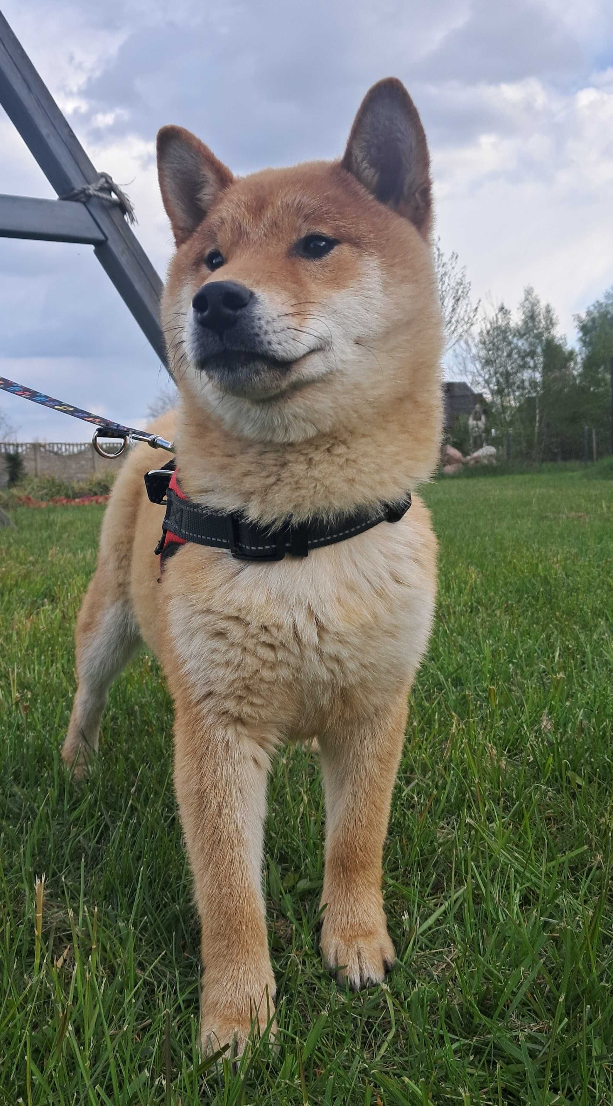 Piesek shiba Fci