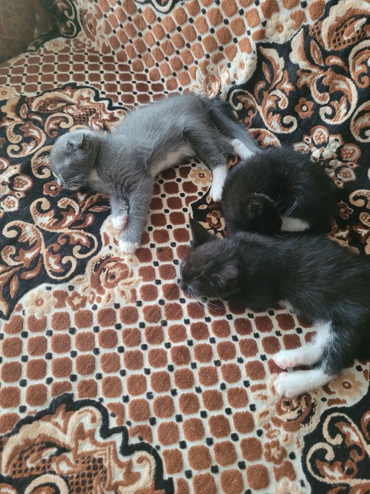 Котенятка вислоухі