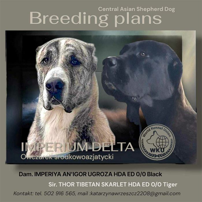 Owczarek Środkowoazjatycki