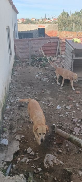 Dois labradores com 5/6 anos para doação !!?