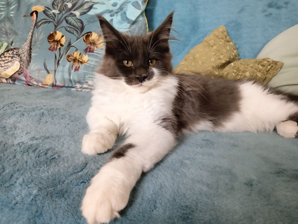 Maine coon dostojna koteczka niebieski solid z białym rodowód FPL