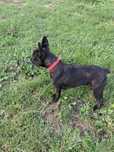 oddam suczke buldog francuski