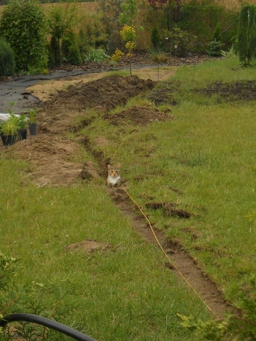 Renowacja trawników. Wertykulacja. Nawodnienie. siatka na krety.