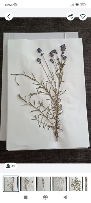 Zielnik - zestaw suszonych roślin