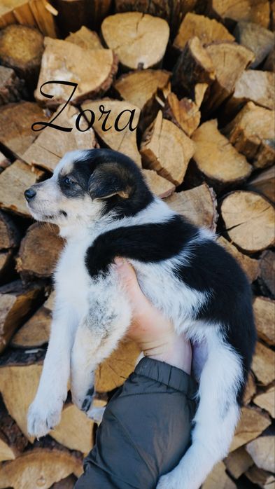 Border Collie suczka