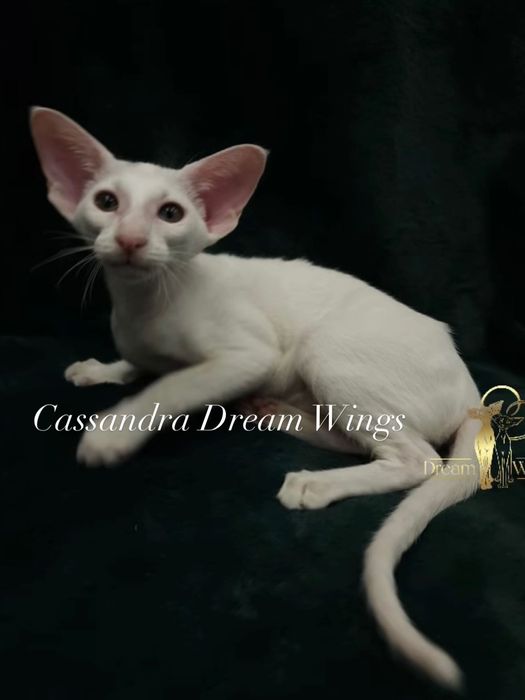 Орієнтальні кошенята