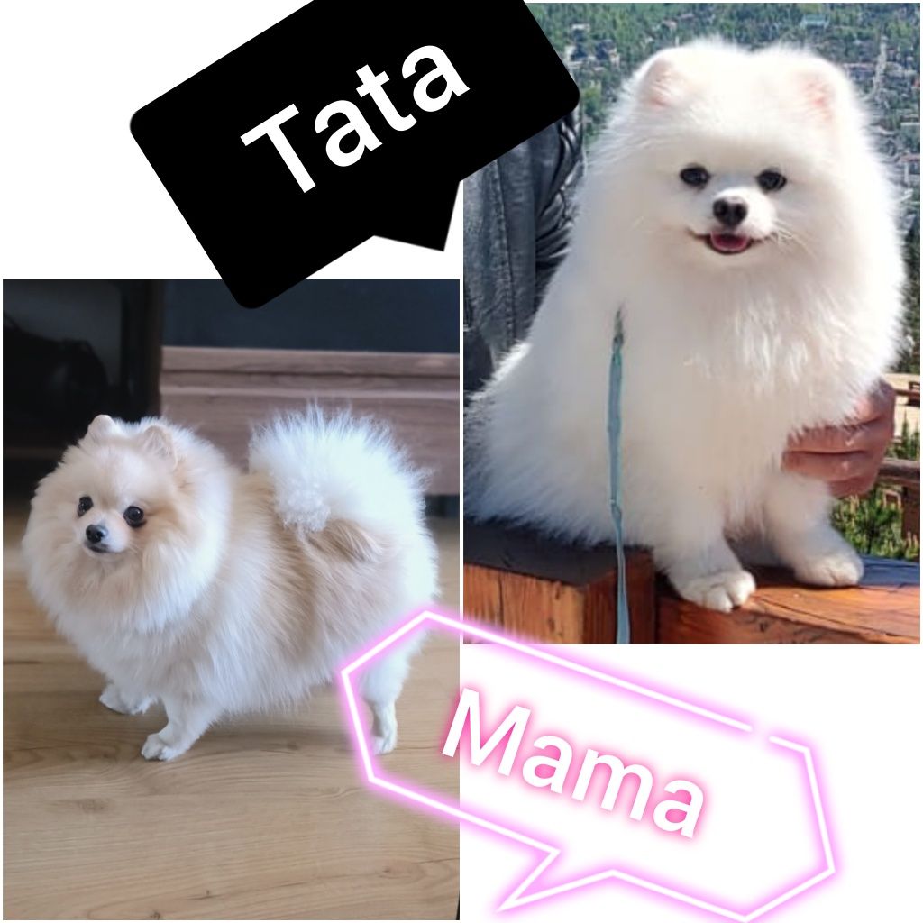 Szpic Miniaturowy - Pomeranian - Biała dziewczynka!