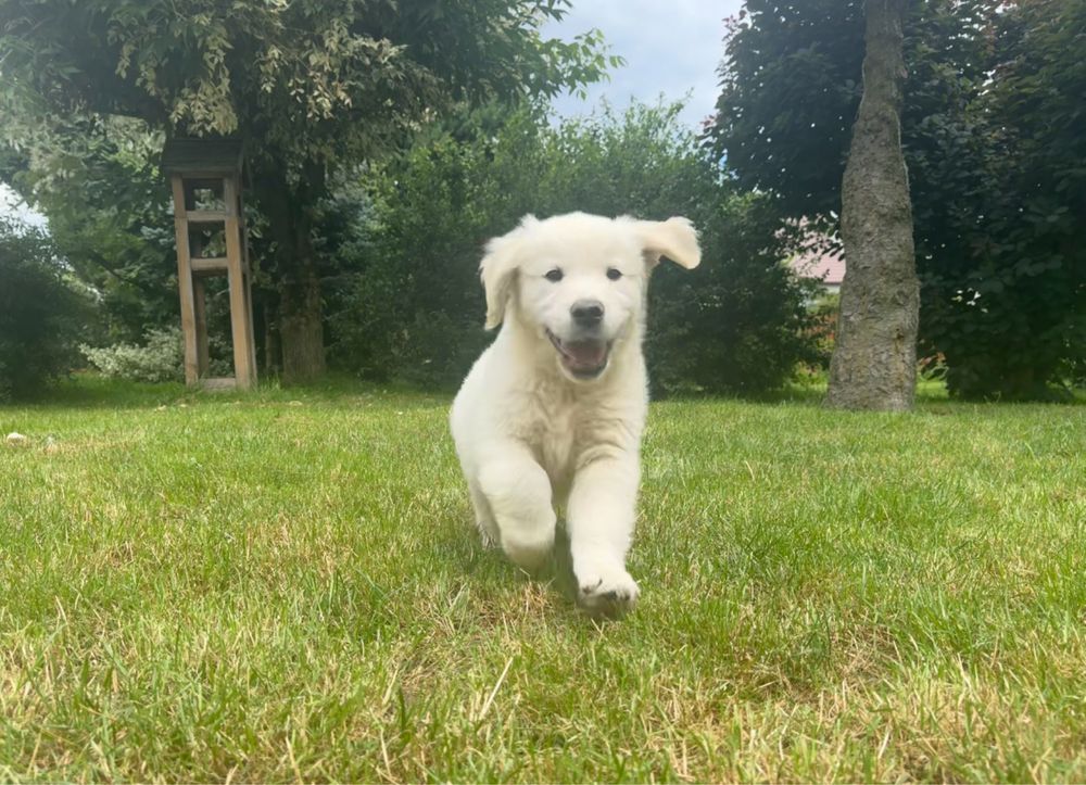 Szczenięta golden retriver z domowej hodowli dostępnod połowy sierpnia