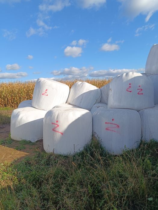 Bele z  Żyta kiszonka 130cm .  15 sztuk.