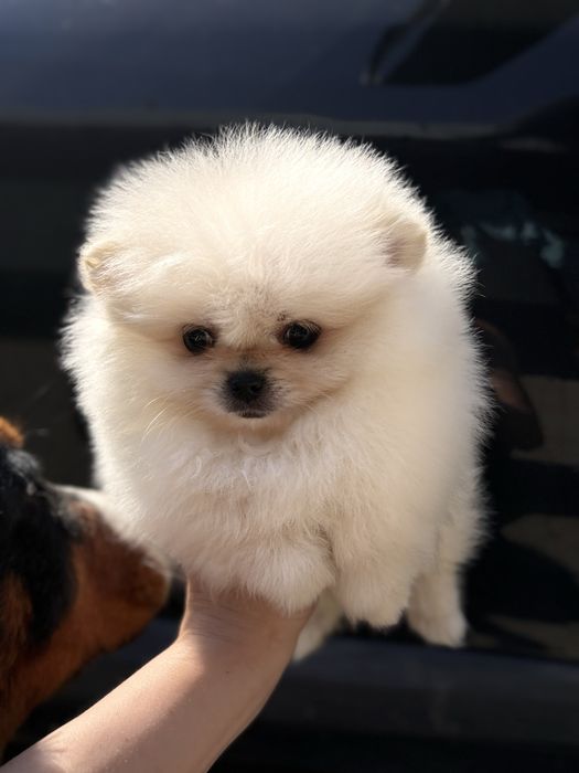 Шикарна дівчина Шоу класу