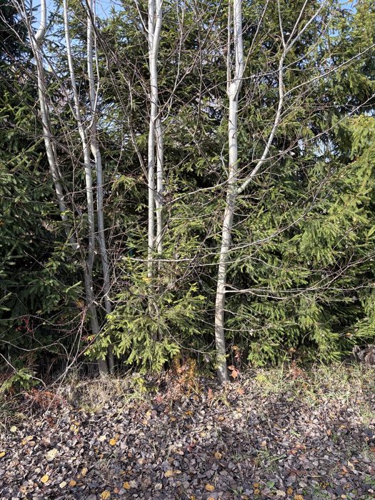 oddam za darmo drewno na pniu w Zabierzowie