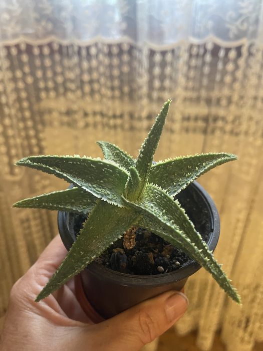 Алое декоративне червоне і зелене