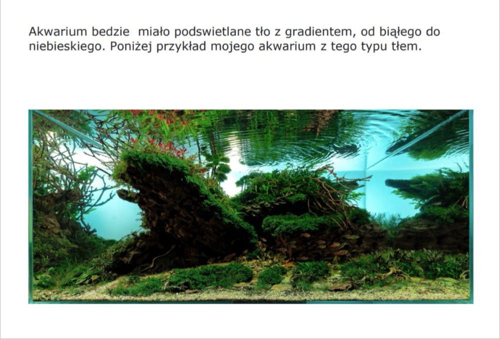 Wyjątkowe akwarium projektu Konrada Szumilasa