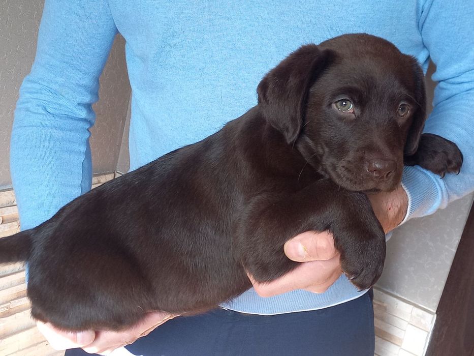 Хлопчик шоколад лабрадорчик доставка по Украіні, Німеччину