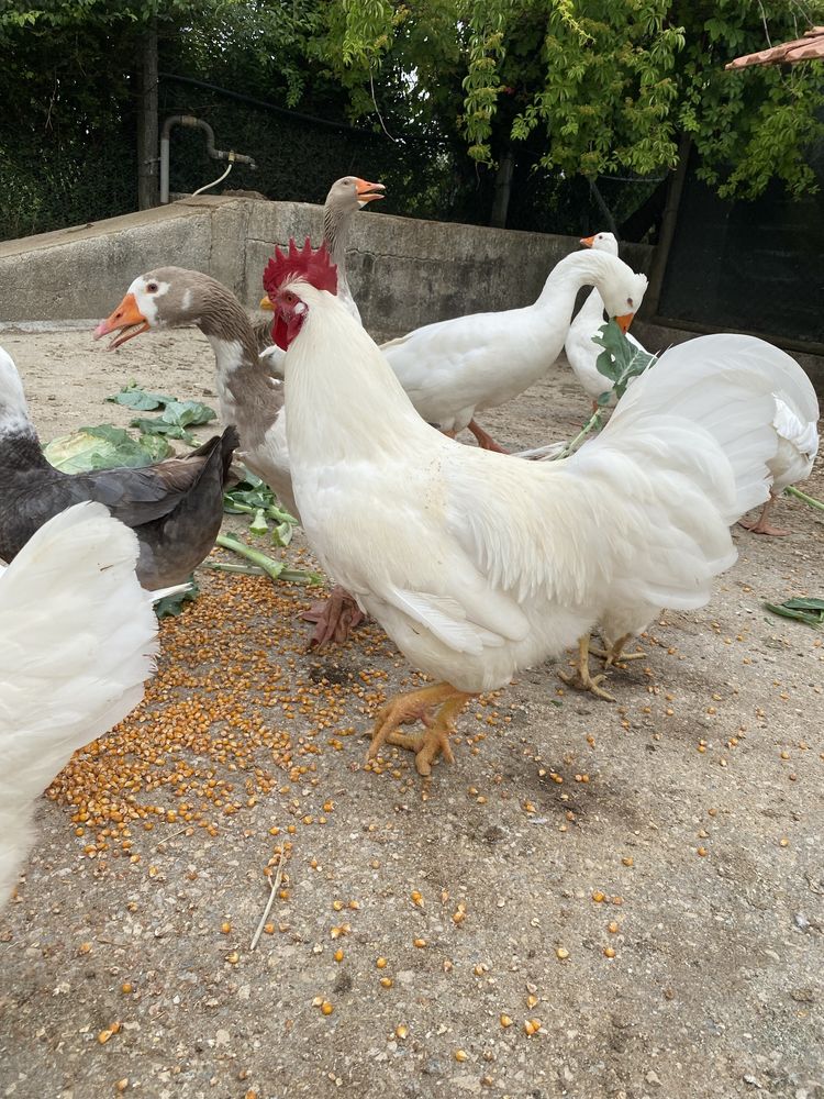 Pintos/Frangos/Galinhas