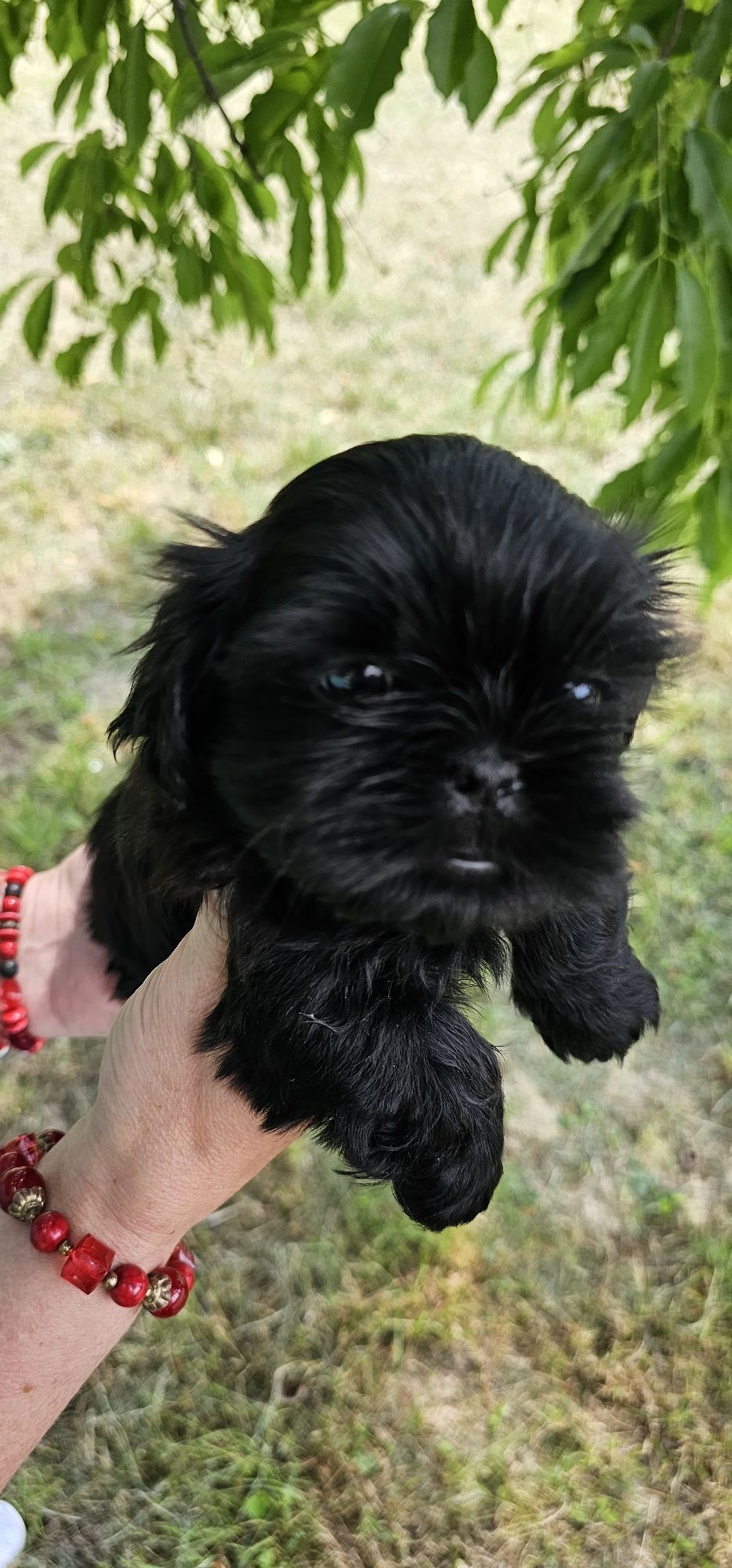 Shih Tzu Suczka z Genem Czekoladowym