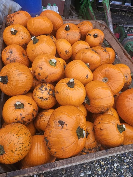 Dynia halloween 1-3, 3-6 , 6-10