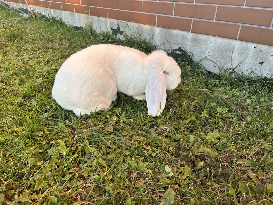 Baran francuski biały