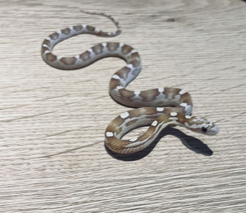 Wąż zbożowy z wyposażeniem